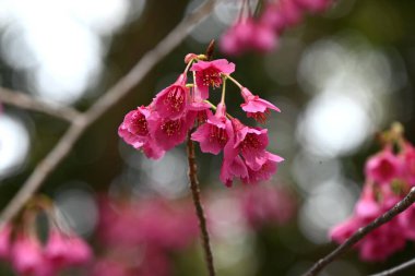 Tayvan kiraz çiçekleri. Rosaceae yaprak döken çiçek ağacı. Kışın ilkbahardan kışa doğru açan koyu pembe çan şeklinde çiçekler..