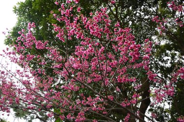 Tayvan kiraz çiçekleri. Rosaceae yaprak döken çiçek ağacı. Kışın ilkbahardan kışa doğru açan koyu pembe çan şeklinde çiçekler..