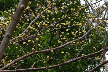 Japanese cornel (Cornus officinalis) flowers. Cornaceae deciduous tree. Yellow flowers bloom in spring and red berries in autumn. clipart