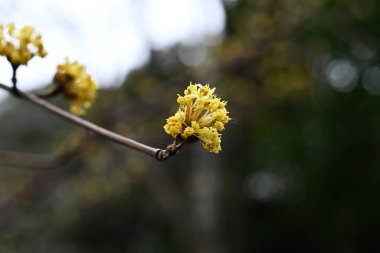 Japon korneli (Cornus officinalis) çiçekler. Cornaceae yaprak döken ağacı. Sarı çiçekler ilkbaharda açar ve sonbaharda kırmızı böğürtlenler.