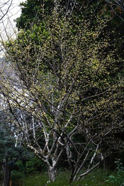 Japanese cornel (Cornus officinalis) flowers. Cornaceae deciduous tree. Yellow flowers bloom in spring and red berries in autumn. clipart