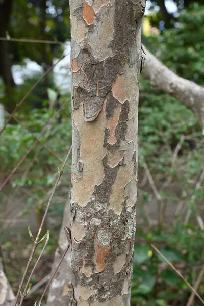 Japon korneli (Cornus officinalis) çiçekler. Cornaceae yaprak döken ağacı. Sarı çiçekler ilkbaharda açar ve sonbaharda kırmızı böğürtlenler.