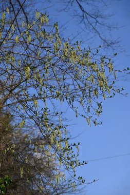 Erken dikenli tırnak çiçekleri. Şeytani yaprak döken çalı. İlkbaharda sarkan çiçek dalları.