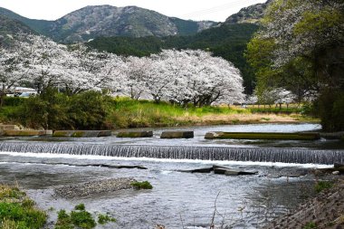 Japonya 'da bir pınar deresinde akan su manzarası. Doğal arka plan materyali.