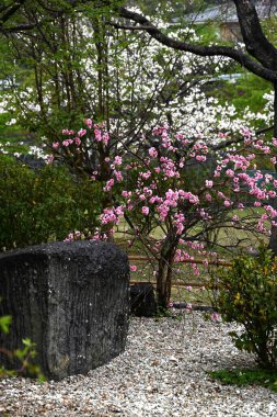 Hana şeftalisi (Prunus persica) çiçekleri. Rosaceae yaprak döken çalı. Çiçek açma dönemi Mart 'tan Nisan' a kadardır..