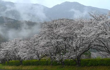 Japonya gezisi. Yağmurlu bir günde kiraz çiçekleri tamamen açar. Mevsimlik arkaplan materyali.
