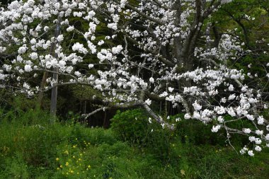 Japonya gezisi. Yağmurlu bir günde kiraz çiçekleri tamamen açar. Mevsimlik arkaplan materyali.