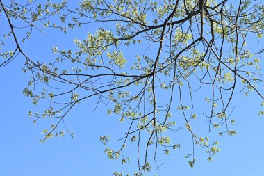 Quercus serrata taze yapraklar. Fagaceae yaprak döken ağacı.