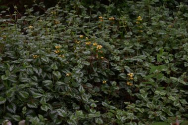 Lamium galeobdolon çiçekleri. Lamiaceae bitkileri. İlkbahardan yaza kadar sarı çiçekler açar ve toprak örtüsü olarak kullanılır..