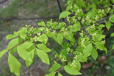 Kanatlı çan çiçekleri. Küçük soluk sarı-yeşil dört yapraklı çiçekler yazın başlarında açar. Dünyanın üç ana sonbahar yapraklarından biri..