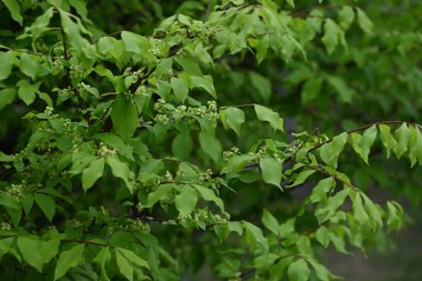 Kanatlı çan çiçekleri. Küçük soluk sarı-yeşil dört yapraklı çiçekler yazın başlarında açar. Dünyanın üç ana sonbahar yapraklarından biri..