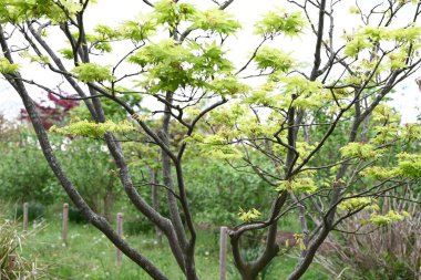 Japon akçaağaç çiçekleri. Sapindaceae yapraklı ağaç. Yazın başlarında küçük kırmızı çiçekler açarlar..