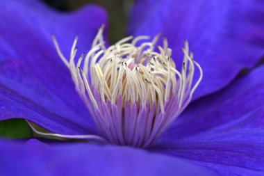 Clematis çiçekleri. Ranunculaceae daimi asması. İngiltere 'de ona sarmaşıkların kraliçesi denir..