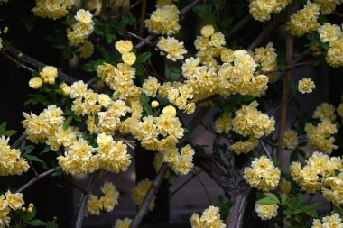 Banksia rose flowers in full bloom in the park. A flower native to China, it blooms in early summer with double pale yellow flowers. clipart