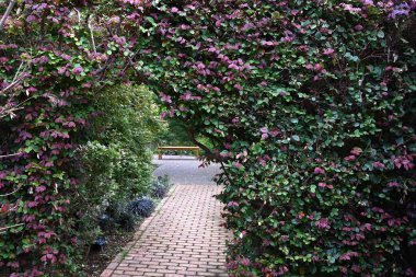 Çimento için kullanılan Çin püskülleri. Hamamelidaceae her zaman yeşil ağaç. Çiçekler incecik pembe dört yapraklı çiçekler yazın başlarında.