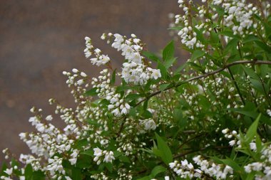 Narin Deutzia çiçekleri. Hydrangeaceae yaprak döken çalılık Japonya 'ya özgü bir tür. Birçok beyaz çiçek yazın başlarında hafifçe aşağı doğru açar..