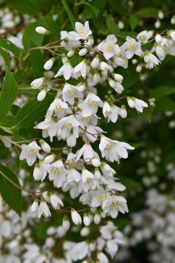 Narin Deutzia çiçekleri. Hydrangeaceae yaprak döken çalılık Japonya 'ya özgü bir tür. Birçok beyaz çiçek yazın başlarında hafifçe aşağı doğru açar..