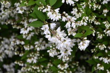 Narin Deutzia çiçekleri. Hydrangeaceae yaprak döken çalılık Japonya 'ya özgü bir tür. Birçok beyaz çiçek yazın başlarında hafifçe aşağı doğru açar..