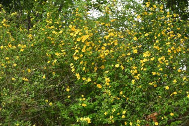 Japon kerria (Kerria japonica) çiçekleri. Rosaceae yaprak döken çalı. Sarı çiçekler Nisan 'dan Mayıs' a kadar açar.