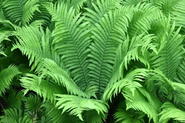Ostrich Fern Matteuccia Struthiopteris Leaves Onocleaceae Perennial Fern Young Shoots Stock Photo