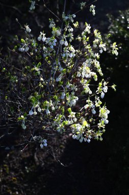 Japon Enkianthus çiçekleri. Japonların adı Dodan-tsutsuji. Bu ağaç, ilkbaharda taze yeşilliği, çiçekleri ve sonbahar yapraklarıyla uzun bir süre hayranlık duymaktan zevk duyar..