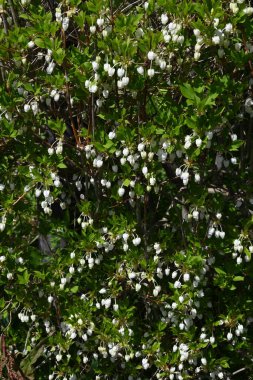 Japon Enkianthus çiçekleri. Japonların adı Dodan-tsutsuji. Bu ağaç, ilkbaharda taze yeşilliği, çiçekleri ve sonbahar yapraklarıyla uzun bir süre hayranlık duymaktan zevk duyar..