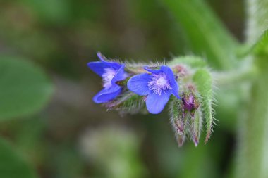 Alkanet (Anchusa capensis) çiçekleri. Boraginaceae bienal bitkileri. Nisan 'dan Temmuz' a kadar küçük mavi çiçekler açar..