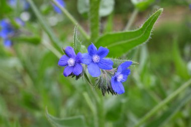 Alkanet (Anchusa capensis) çiçekleri. Boraginaceae bienal bitkileri. Nisan 'dan Temmuz' a kadar küçük mavi çiçekler açar..
