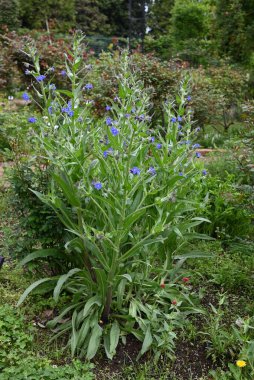 Alkanet (Anchusa capensis) çiçekleri. Boraginaceae bienal bitkileri. Nisan 'dan Temmuz' a kadar küçük mavi çiçekler açar..