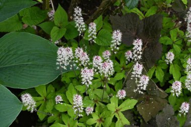 Foam flower (Tiarella) flowers. Saxifragaceae perennial plants.Many pale pink florets bloom in racemes from March to April. clipart