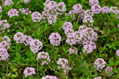 Kekik (Thymus vulgaris) çiçekleri. Lamiaceae bitkisi. Yemek pişirme, bitki çayı, yiyecek koruyucusu ve toprak örtüsü olarak kullanılır..