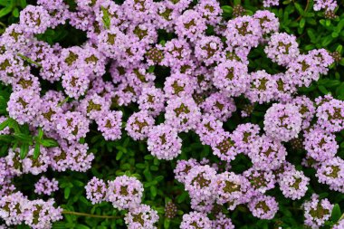 Kekik (Thymus vulgaris) çiçekleri. Lamiaceae bitkisi. Yemek pişirme, bitki çayı, yiyecek koruyucusu ve toprak örtüsü olarak kullanılır..
