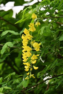 Sıradan laburnum (Laburnum anagyroides) çiçekleri. Fabaceae phanerog zehirli bitki. Tatlı kokulu sarı kelebek şekilli çiçekler Mayıs 'ta yarışlarda açar..