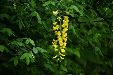 Sıradan laburnum (Laburnum anagyroides) çiçekleri. Fabaceae phanerog zehirli bitki. Tatlı kokulu sarı kelebek şekilli çiçekler Mayıs 'ta yarışlarda açar..