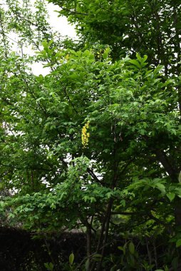 Sıradan laburnum (Laburnum anagyroides) çiçekleri. Fabaceae phanerog zehirli bitki. Tatlı kokulu sarı kelebek şekilli çiçekler Mayıs 'ta yarışlarda açar..