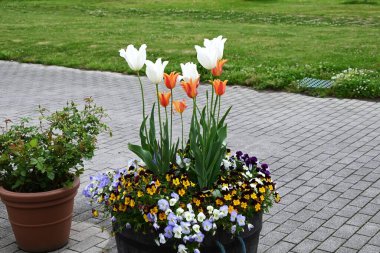 Lale çiçekleri çiçek açmış. Soğuk kışı yeraltında geçirmeleri ve baharda toprakta çiçek açmaları onları görenlerin kalplerini aydınlatıyor..