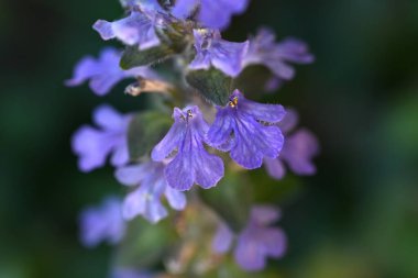 Ajuga çiçekleri. Lamiaceae bitkileri. Sürünen saplarda bahar aylarında çok sayıda dudak şeklindeki mavimsi-mor çiçekler üretir..