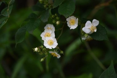 Rosa multiflora ( Japanese rose ) flowers. rosaceae deciduous vine shrub. Flowering period is from April to June. The fruit is medicinal. clipart
