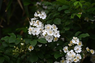 Rosa multiflora (Japon gülü). Rosaceae yaprak döken asma çalısı. Çiçek açma dönemi nisandan hazirana kadardır. Meyve tıbbi..