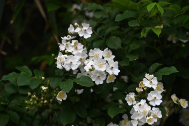 Rosa multiflora ( Japanese rose ) flowers. rosaceae deciduous vine shrub. Flowering period is from April to June. The fruit is medicinal. clipart