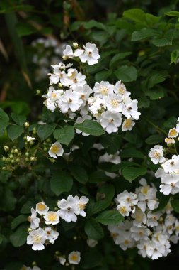 Rosa multiflora (Japon gülü). Rosaceae yaprak döken asma çalısı. Çiçek açma dönemi nisandan hazirana kadardır. Meyve tıbbi..