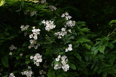 Rosa multiflora (Japon gülü). Rosaceae yaprak döken asma çalısı. Çiçek açma dönemi nisandan hazirana kadardır. Meyve tıbbi..