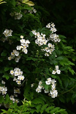 Rosa multiflora (Japon gülü). Rosaceae yaprak döken asma çalısı. Çiçek açma dönemi nisandan hazirana kadardır. Meyve tıbbi..
