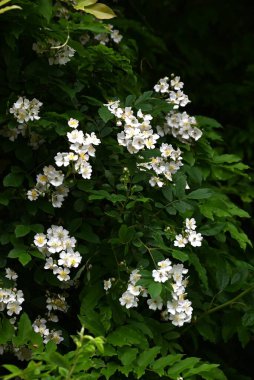 Rosa multiflora ( Japanese rose ) flowers. rosaceae deciduous vine shrub. Flowering period is from April to June. The fruit is medicinal.