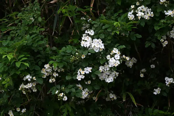 stock image Rosa multiflora ( Japanese rose ) flowers. rosaceae deciduous vine shrub. Flowering period is from April to June. The fruit is medicinal.