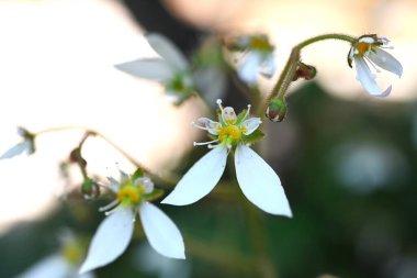 Çilekli sardunya çiçekleri. Saxifragaceae daimi yeşil bitkiler. Yaz başında, sulak alanların yarı gölgesinde çok sayıda çiçek açar. İlaç kullanan yabani bir sebze..