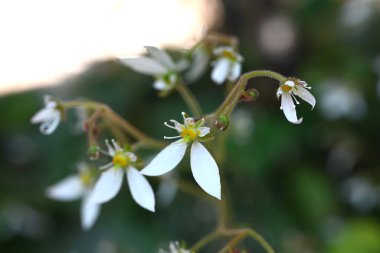 Çilekli sardunya çiçekleri. Saxifragaceae daimi yeşil bitkiler. Yaz başında, sulak alanların yarı gölgesinde çok sayıda çiçek açar. İlaç kullanan yabani bir sebze..
