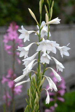 Watsonia flowers. Iridaceae perennial plants native to South Africa. Pink or white tubular flowers bloom in spikes from April to May. clipart