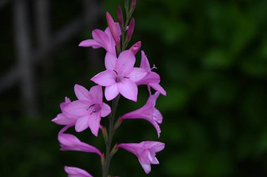 Watsonia flowers. Iridaceae perennial plants native to South Africa. Pink or white tubular flowers bloom in spikes from April to May. clipart