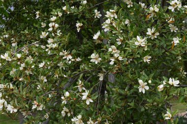 Michelia yunnanensis çiçekleri. Magnoliaceae yemyeşil ağacı. Nisan 'dan Mayıs' a kadar birçok güzel kokulu çiçek açar..